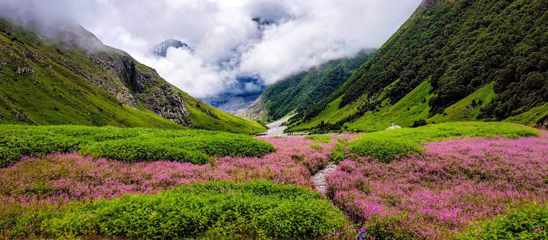 Valley of Flowers National Park, Chamoli, Uttarakhand - Vushii.com